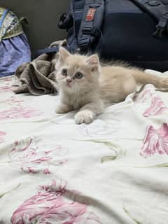 Persian
