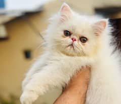 pure peke face Male