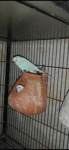 Australian parrot