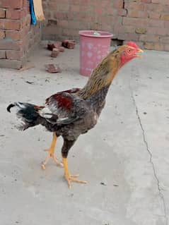 aseel