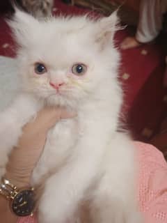 Persian Kitten / Triple coatted kittens / punch face kittens fo sale