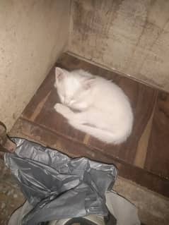 cat