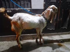 fresh donda horha hai abi