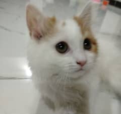Persian