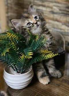 Persian cat / Persian kittens/ triple coated / punch face / cat