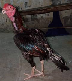 breedar