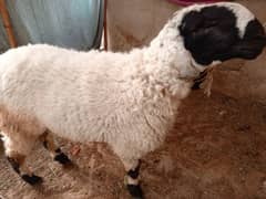 male sheep