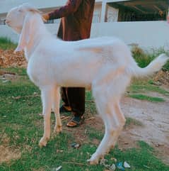 rajanpuri Bakra gulabi 2dant 03498200770