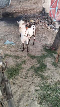 apne ghr me shoq se Pala ha