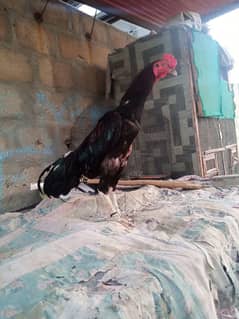 Aseel 03353817224
