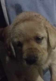 available for sale
