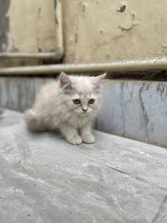 Kittens
