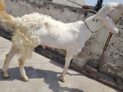 bakra | goat | Qurbani 2025 | desi bakra for sale