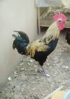 Misri