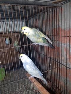 breeder rainbow badgies pairs with box eggs