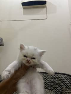 Kitten