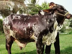 Cholistani heavy bull