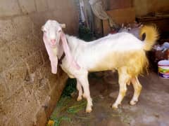 gulabi breder