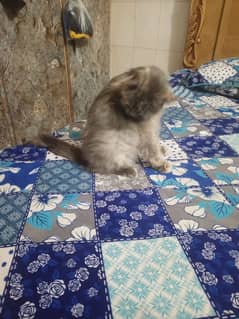 Russian cat  urjant seal