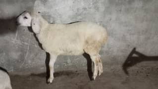 donday bakray available