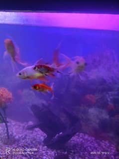 aquarium
