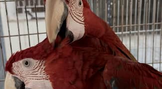 Greenwing