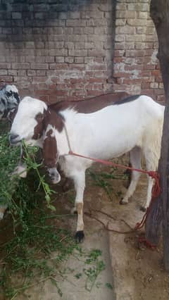 Dasi pure