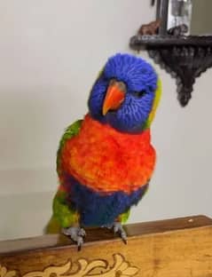 Red collar lorikeet hand tamed