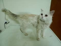 Persian breeding Pair for sale