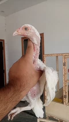 Mianwali Aseel Pathian Available
