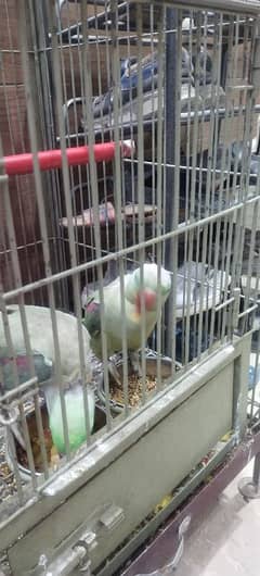 Raw parrot