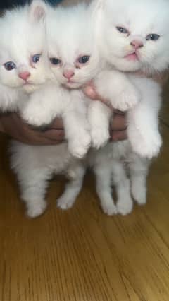 Cash on delevery Pressian cats baby or Persian kittens available