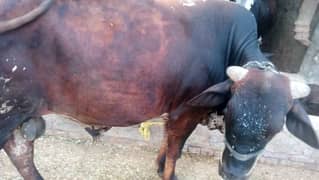 Qurbani