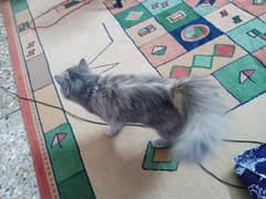 Persian cat 3coad