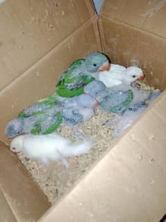 Raw parrots for sale