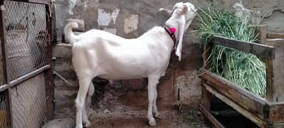 4 dant gulabi Bakra. . . . . . .