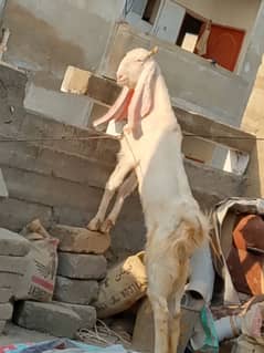 Gulabi bakri Qurbani 2025