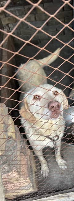 Labrador Breeder pair for urgent sale