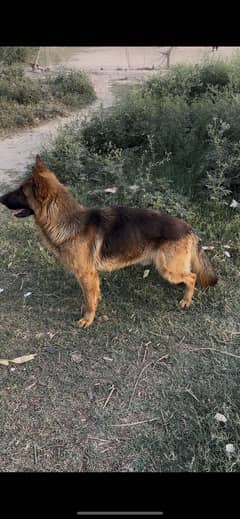 for sale