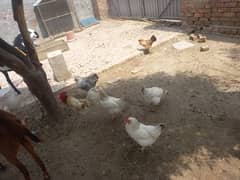 Desi  and sussex mix cross hens for sale