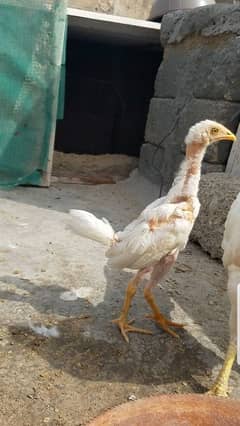 Miawali