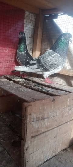 High Flyer pigeons for Sale best Quality