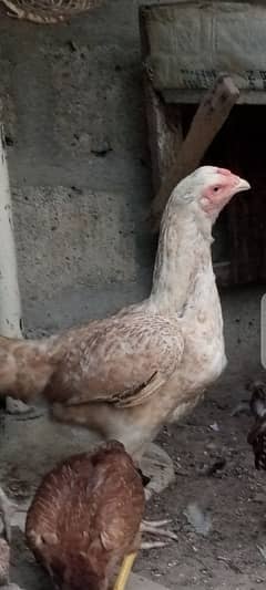 Aseel Hens And Chicks