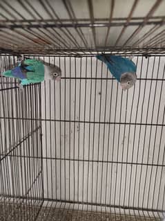 Lovebird pair for sale
