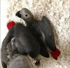 African grey parrot chick 03291940713