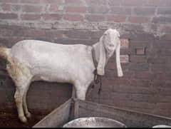 Rajan