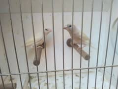 Gouldian