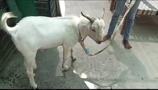 bakra