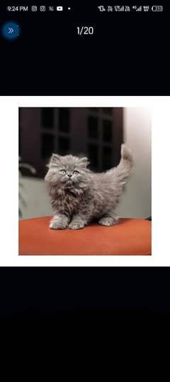 bi colour pair male female available WhatsApp 03138306256