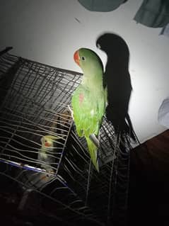 mera Alexander parrot aj bader sher khan chok sy orh gaya hy